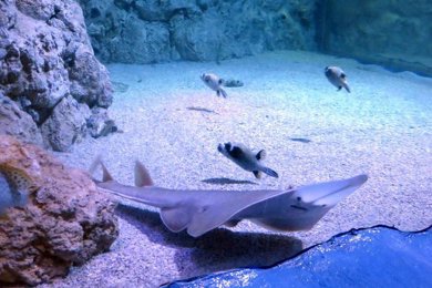 Hurghada Grand Aquarium photo